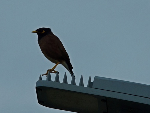 Acridotheres tristis observed 2026-10-30