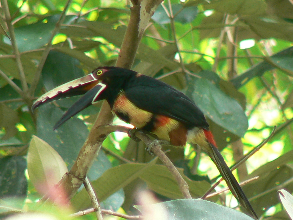 Collared Araçari