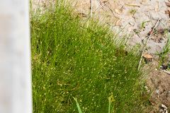 Eleocharis montevidensis