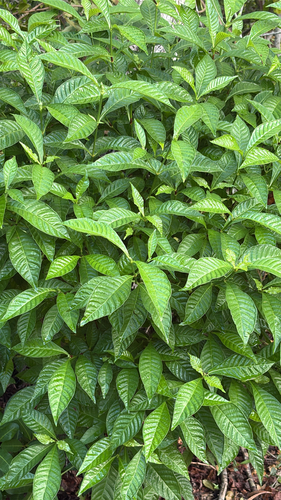 Psychotria observed 2026-10-30