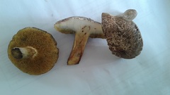 Xerocomellus cisalpinus