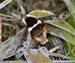 Bombylius pygmaeus