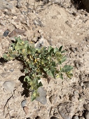 Acleisanthes nevadensis