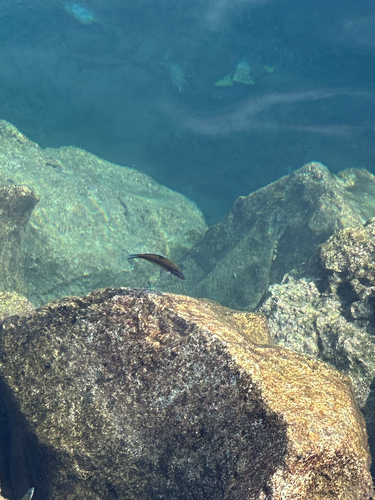 Thalassoma observed 2026-10-30