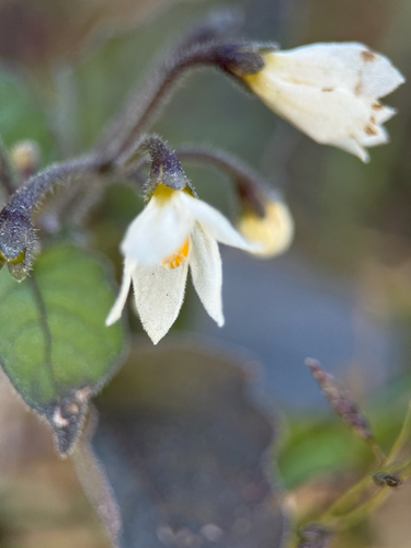 Solanum nigrum observed 2026-10-30