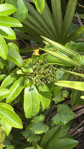 Ardisia observed 2026-10-30