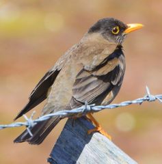 Turdus falcklandii falcklandii