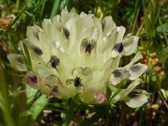 Trifolium fucatum