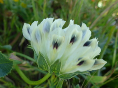 Trifolium fucatum