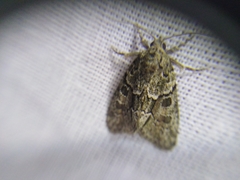 Cryphia fraudatricula