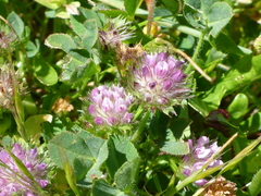 Trifolium barbigerum
