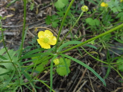 Ranunculus auricomus