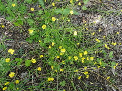 Ranunculus auricomus