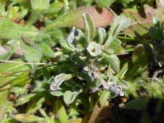 Hesperevax sparsiflora