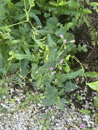 Emilia sonchifolia observed 2026-10-30