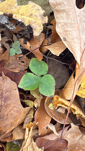Hepaticae observed 2026-10-30