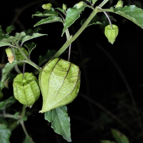 Physalis angulata observed 2026-10-30