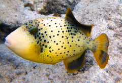 Yellowmargin Triggerfish photo 4
