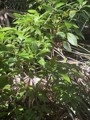 Psychotria observed 2026-10-30
