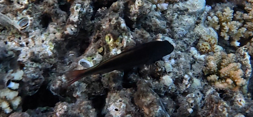 Paracirrhites forsteri observed 2026-10-28