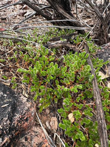 Selaginella observed 2026-10-30