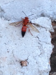 Sphecius hogardii