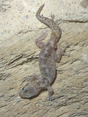 Euleptes europaea