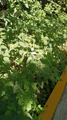 Mirabilis jalapa observed 2026-10-30
