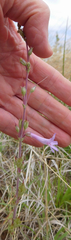 Penstemon fendleri