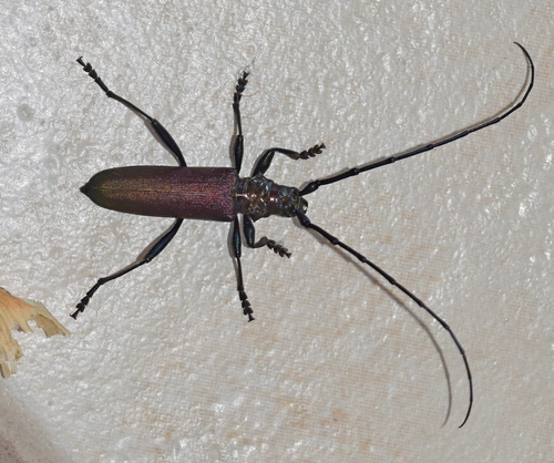 Musk beetle photo 4