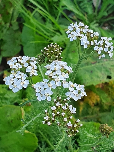 Achillea millefolium observed 2026-10-30