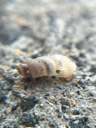 Truncatella observed 2026-10-30