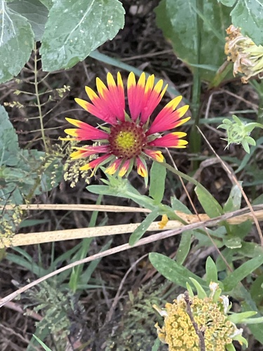 Gaillardia pulchella observed 2026-10-30
