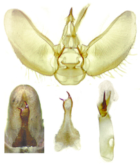 Eupithecia fletcherata