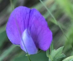 Lathyrus hirsutus