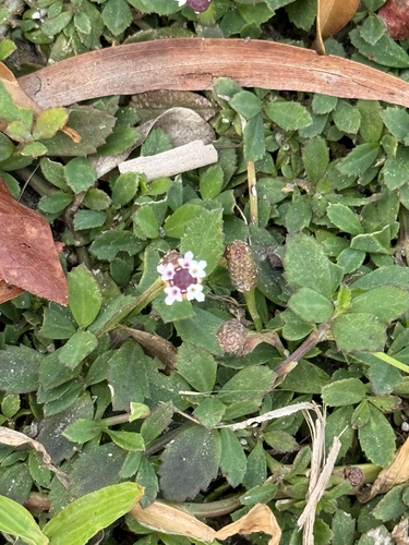 Phyla nodiflora observed 2026-10-30