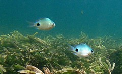 Abudefduf sparoides