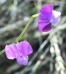 Lathyrus hirsutus
