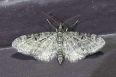 Eupithecia fletcherata