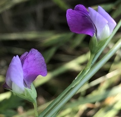 Lathyrus hirsutus