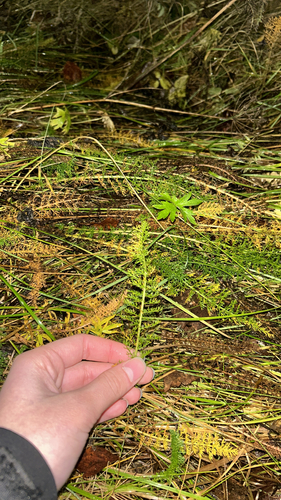 Achillea millefolium observed 2026-10-30