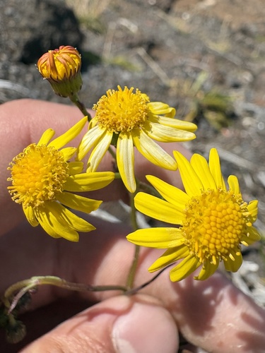 Senecio madagascariensis observed 2026-10-23
