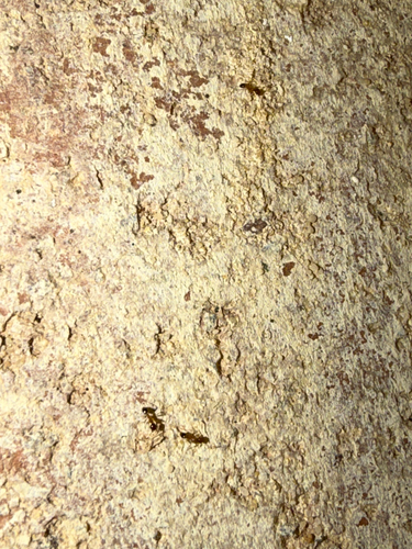 Pheidole megacephala observed 2026-10-30