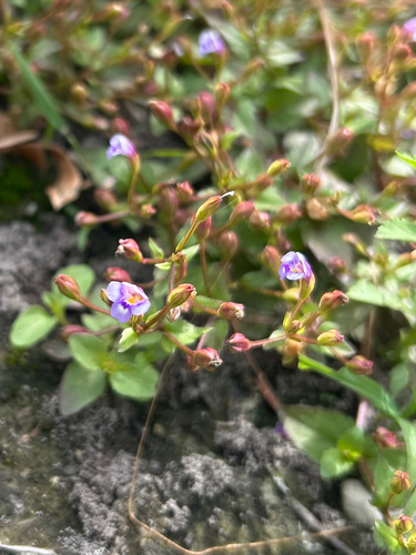 Torenia crustacea observed 2026-10-30