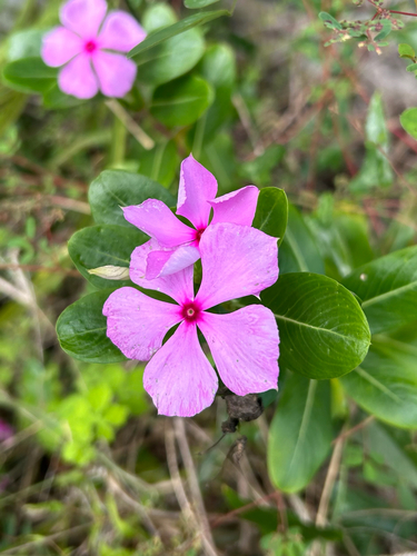 Catharanthus roseus observed 2026-10-30