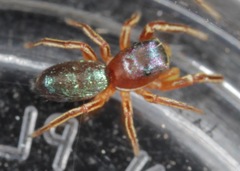 Tutelina