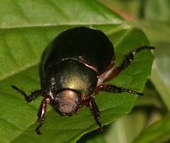Anomala russiventris