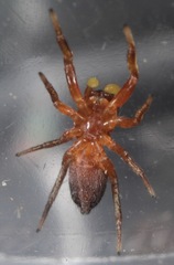 Tutelina