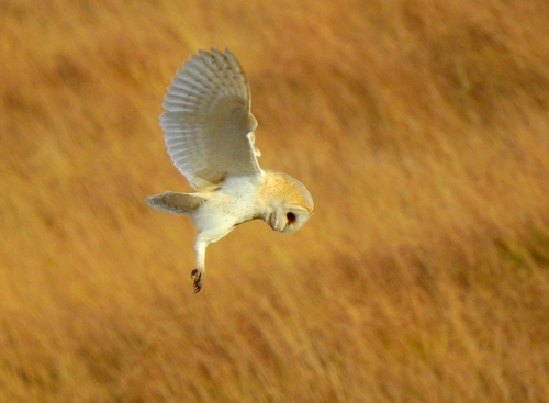 Tyto alba observed 2026-10-29