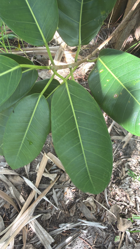 Ficus observed 2026-10-30